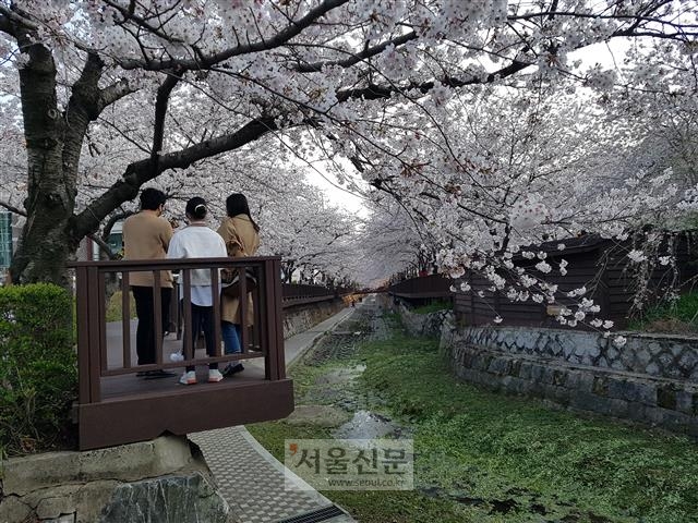 세계적인 벚꽃명소 경남 창원시 진해구 여좌천 양편에 늘어선 벚나무 꽃이 만개해 터널을 이루고 있다. 25일 여좌천 벚꽃 관광지에서 관광객들이 걸어가며 사진을 찍고 벚꽃을 구경하고 있다.