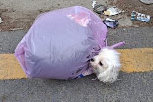 살아있는 몰티즈 쓰레기봉투에 담아 버린 사람은?