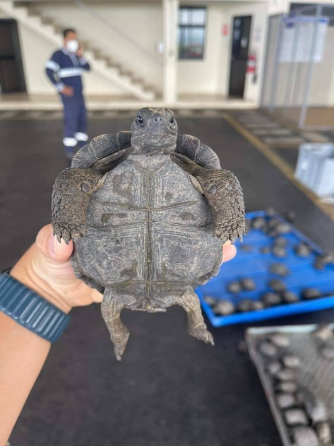 갈라파고스 공항에서 여행가방 검색 중 적발된 아기 거북이들. 생후 3개월로 한 손에 쥐어질만큼 작다. 갈라파고스 공항 페이스북 캡처
