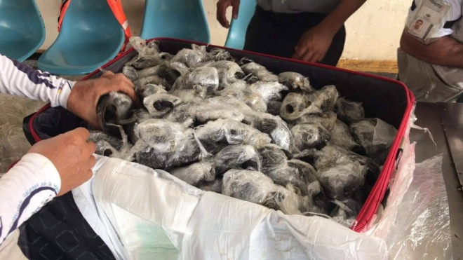 갈라파고스 공항에서 여행가방 검색 중 적발된 아기 거북이들. 랩으로 싸여져 여행가방에 담겨 있다. 갈라파고스 공항 페이스북 캡처