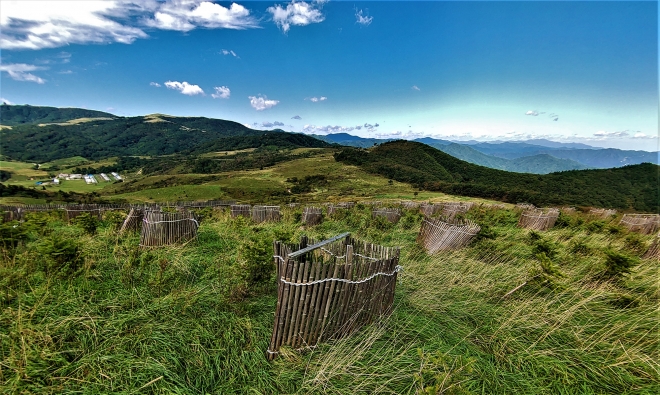 대관령 초지 복원지. 산림청 제공
