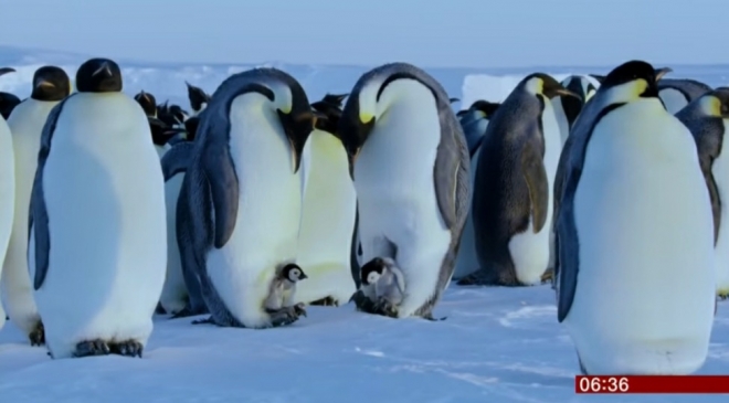 BBC 다큐멘터리 제작진, 남극에서 내린 결정. BBC 뉴스 방송 캡처