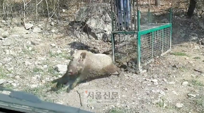 어미 멧돼지를 살려주는 모습(사진=유튜브 채널 ‘종본이’)