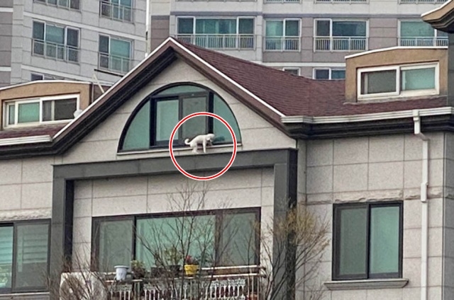 강아지 한마리가 빌라 창 밖 난간에 방치된 모습. 사진=온라인 커뮤니티 캡처