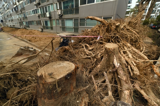 경기도 부천의 한 아파트에서 지은지 30년이 넘는  이 아파트와 함께 역사를 같이 한 나무들이 주차장 증축을 위해 무참히 벌목됐다.