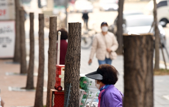 경기 일산 동구의 인도 위 나무들이 사람 키높이에서 잘려져 있다.