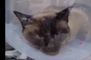 1시간 매질당한 강남 샴고양이…“복종훈련한 것”