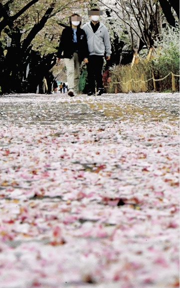야속한 거리두기… 아쉬운 벚꽃 엔딩