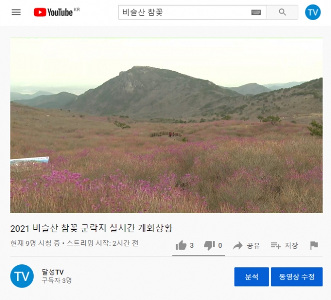 210406_달성군, 비슬산 참꽃 군락지 개화 상황 실시간 중계 실시