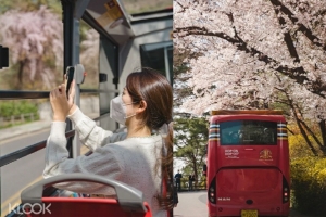 클룩, 남산·인왕산 벚꽃 감상할 수 있는 오픈탑 버스 투어 운영