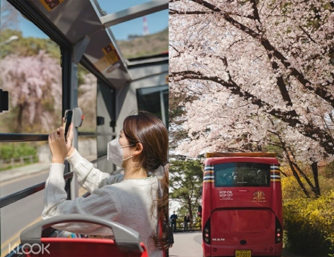 서울 봄꽃 오픈탑 투어 버스