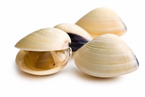 캐지 마, 밤 조개