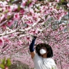 [서울포토] 복숭아꽃이 활짝 피었어요!