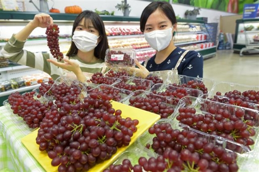 ‘델라웨어’ 포도 첫 출하