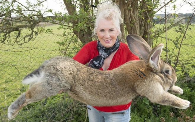 토끼 주인 아넷 에드워즈와 몸 길이 129㎝의 거대 토끼 다리우스. 텔레그래프 홈페이지 캡처