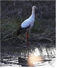 지난해 12월 영산강 죽산보에서 확인된 멸종위기종 1급 황새. 환경부 제공