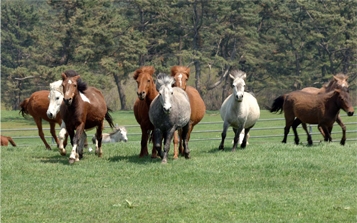 한라상 중턱 5.16도로 주변 방목지에서 노닐고 있는 제주마.(제주도축산진흥원)