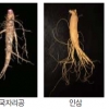 “인삼인줄 알고...” 독초를 식용으로 판매 온라인 업체
