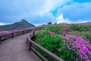 ‘산청 황매산 철쭉 구경 내년에 오세요’