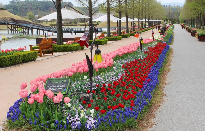 순천만국가정원에 조성돼 있는 튤립 정원