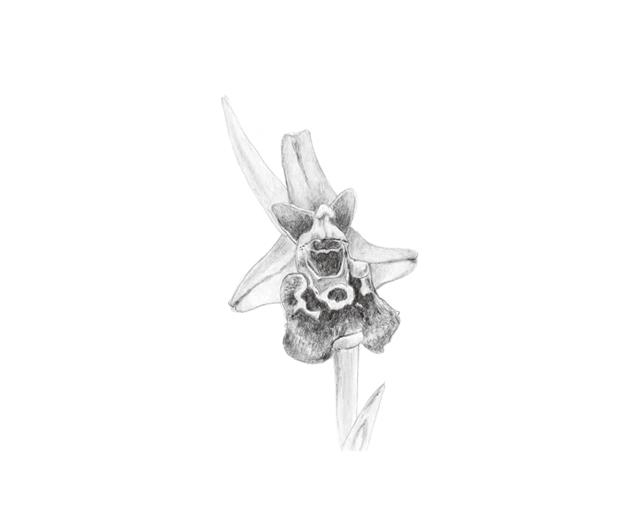 ‘사기꾼’ 곤충난초(그림)는 암컷 흑벌을 닮은 꽃과 향기로 수컷을 유혹해 수분에 활용한다. 흐름출판 제공