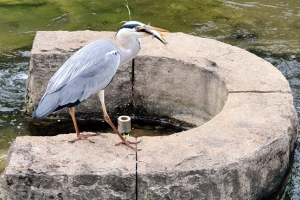 왜가리의 즐거운 점심 식사
