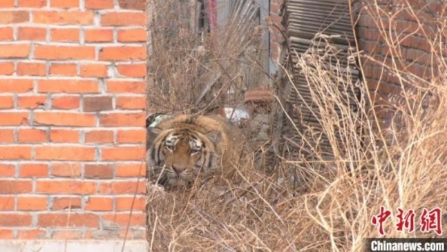 중국의 한 마을 주택가에 숨어있는 호랑이. 중국신문망 캡처