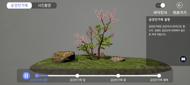 산림청 국립수목원이 북방계식물 가상 전시원 앱을 최초 개발했다. 사진은 증강현실(AR)로 구현한 북한 특산식물로 금강산에만 서식하는 금강인가목. 국립수목원 제공 