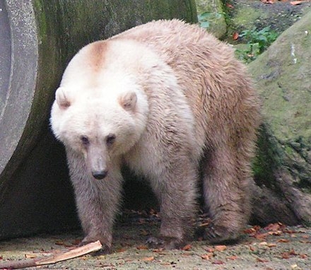 피즐리곰. 출처:독일 오스나브뤼크 동물원