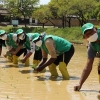외국인 유학생들의 모내기 체험