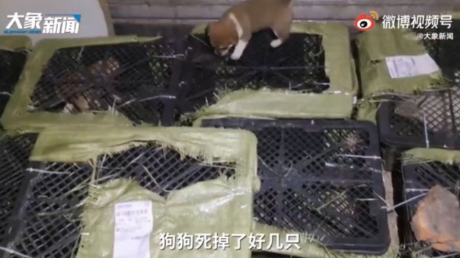 지난 3일 중국 쓰촨성 청두의 물류회사 트럭 짐칸에 가득 실려 있던 이른바 ‘블라인드 박스’들. 반려 강아지 한 마리가 다른 상자 안의 강아지들을 바라보고 있다.