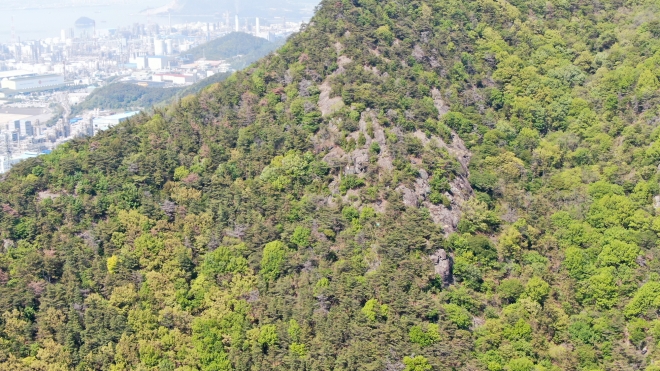 소나무재선충병이 발생한 여수 평여동 산지가 방제 작업 후.녹색을 회복했다. 산림청은 올해부터 피해목 주변 모두베기가 아닌 감염목만 골라 제거하는 핀셋 방제를 학대키로 했다. 산림청 제공