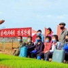 [포토] 북한의 봄, 모내기철 풍경