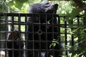 울산서 곰 3마리 탈출…사육 농장 부부 숨진 채 발견