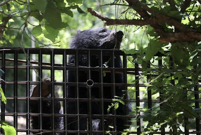 지난해 울산 울주군 범서읍 한 농장 인근에 반달곰으로 추정되는 곰이 나타나 주변을 서성이는 모습. 뉴스1