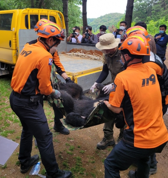 119구조대원들이 19일 울산 울주군 범서읍 한 농가에 내려왔다가 마취총을 맞고 쓰러진 곰을 옮기고 있다. 울산소방본부 제공.