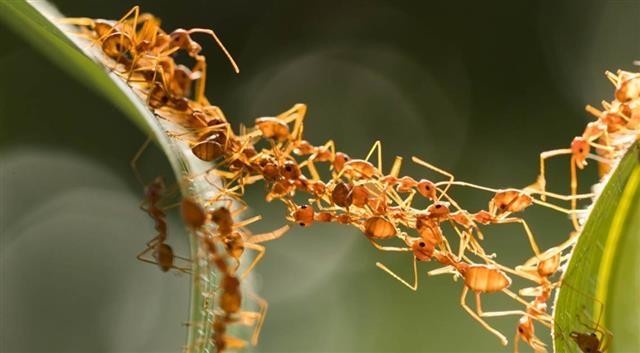 20세기 초 미국 생물학자 윌리엄 휠러가 개미들이 협업을 통해 거대한 개미집을 만드는 것을 보고 처음으로 집단지성의 개념을 제시했다. 위키피디아 제공