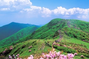 “천상의 화원, 영주 소백산 철쭉을 영상으로 즐겨 보세요”