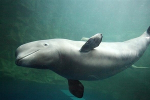 “홀로 남은 여수 흰돌고래 벨루가 루비마저 잃을 건가요”