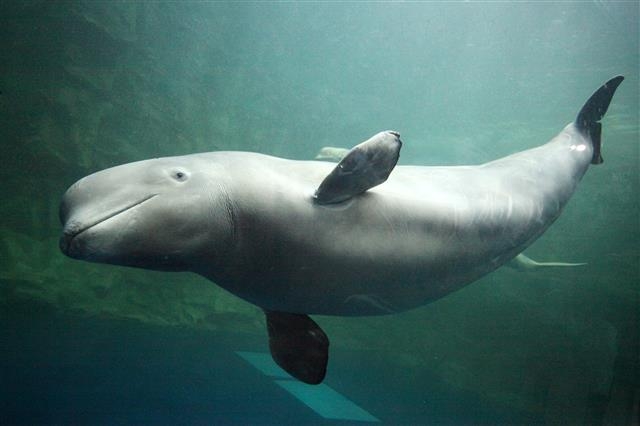 멸종위기종인 흰돌고래 ‘벨루가’