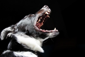 남양주 개물림 사망 사고… 경찰, 견주 찾는데 주력