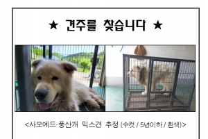 남양주 ‘살인견’ 주인 찾는다…“잡힌 유기견 누군가 풀어줘”