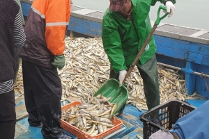 조기떼가 돌아왔다! 대청도 근처 2019년에 열린 D어장에서 2t이나