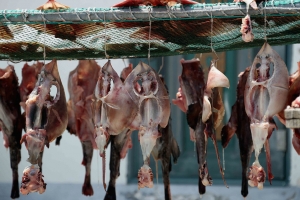 홍어는 대청도에서 더 많이 잡히는데 왜 흑산도가 주산지 됐을까