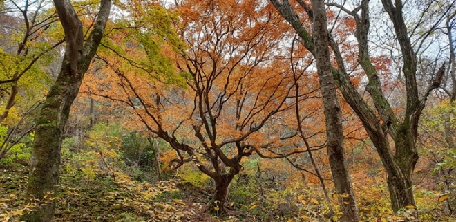 정읍 내장산 단풍나무. 문화재청 제공