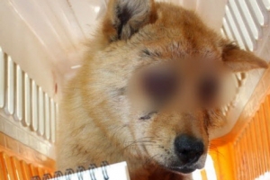 두 눈 파인 유기견 발견…동물 학대 의혹