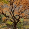 내장산 290년 단풍나무 천연기념물 된다