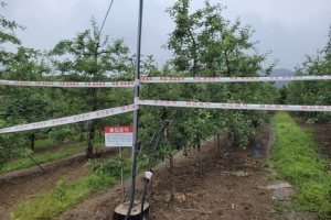 안동 사과 농장서 도내 첫 과수화상병 발생…경북 북부지역 과수농가 비상