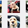 코로나 검사 면봉이 무섭다면 ‘반려견 사진’ 처방 어떨까요