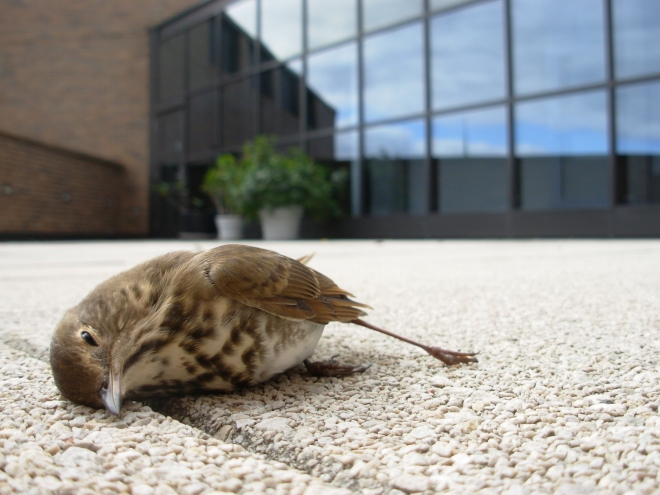 봄, 가을만 되면 새들이 건물에 뛰어들어 죽는 이유는?